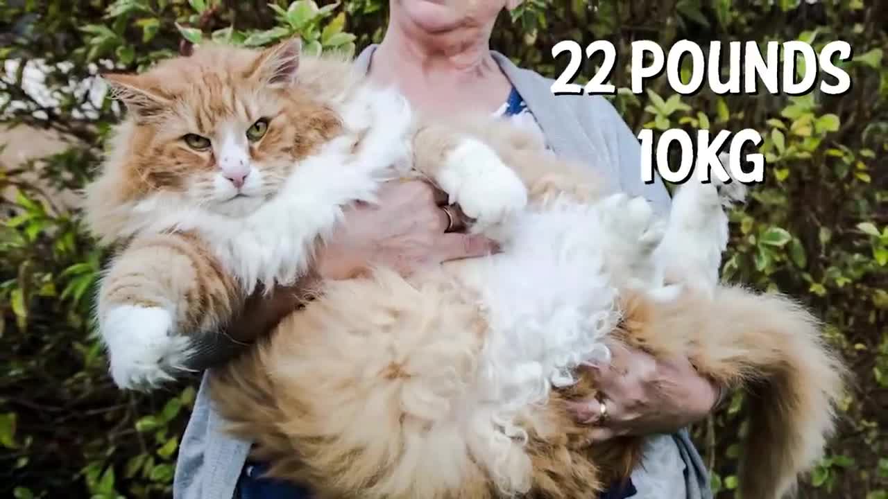 The BIGGEST CAT BREEDS In The World