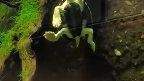 dancing turtle 🐢