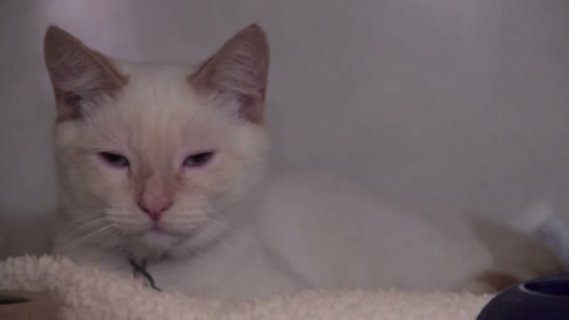 White Cat Sitting In A Cage