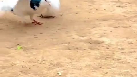 Funny pigeon with back fleet, animal life