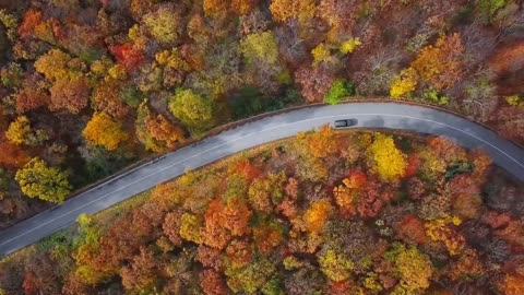 Enchanting Autumn Forests with Beautiful Piano Music