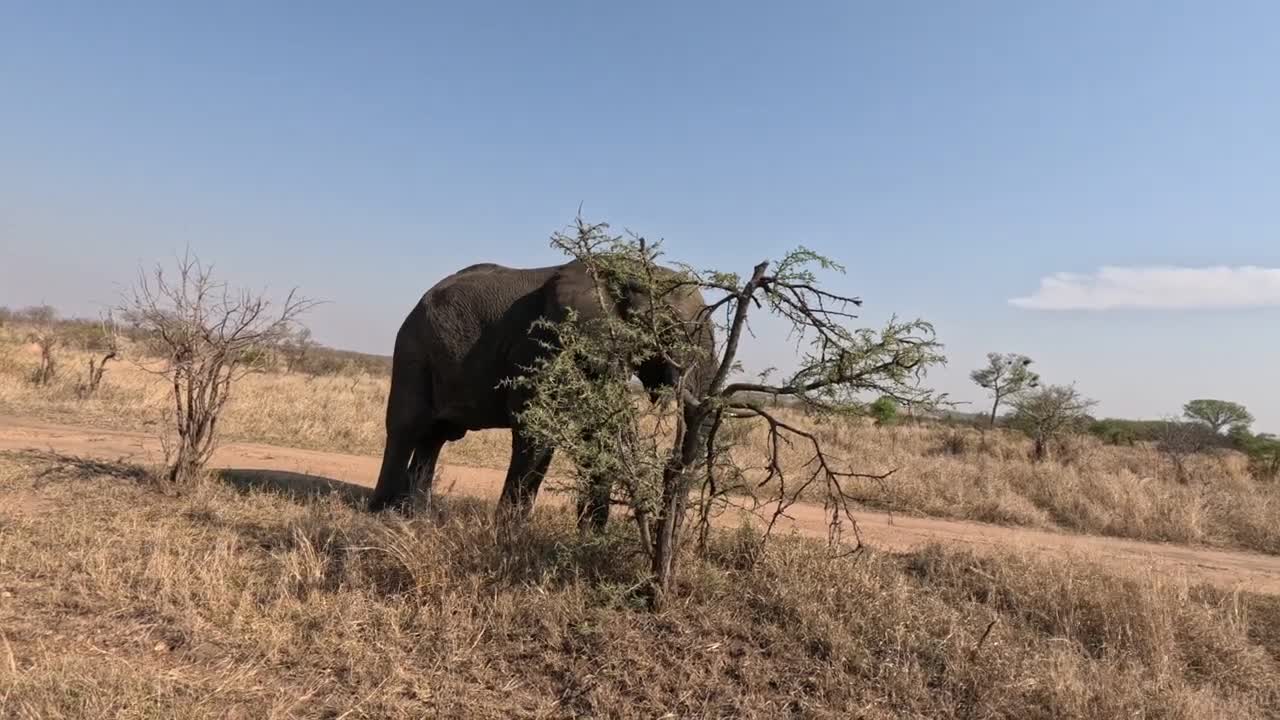 vlog afrique du sud, en direct d'une réserve privée. éléphant magnifique.