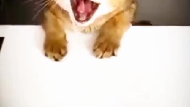 very Angry cat