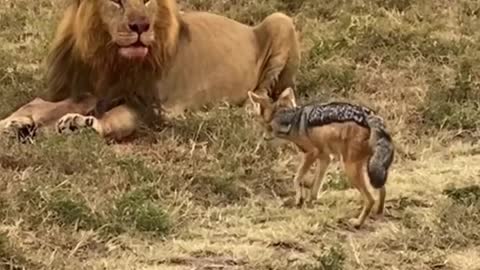 The lion have eye on everything