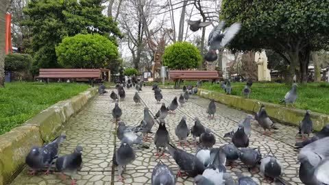 Very Beautiful Flock Of Pigeons