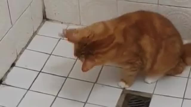 Cat Wants To Eat the Shower