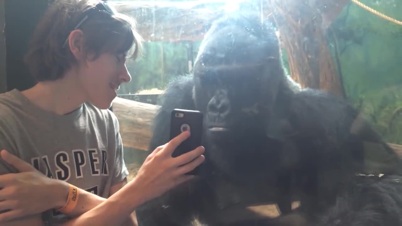 Gorilla reacts when he sees pictures of other gorillas on this guy's cell phone [ORIGINAL]