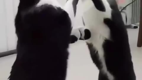 Cat sees his best friend in the mirror