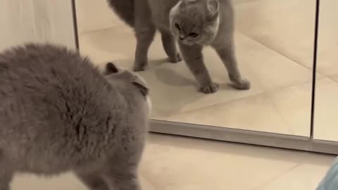 Funny Animals