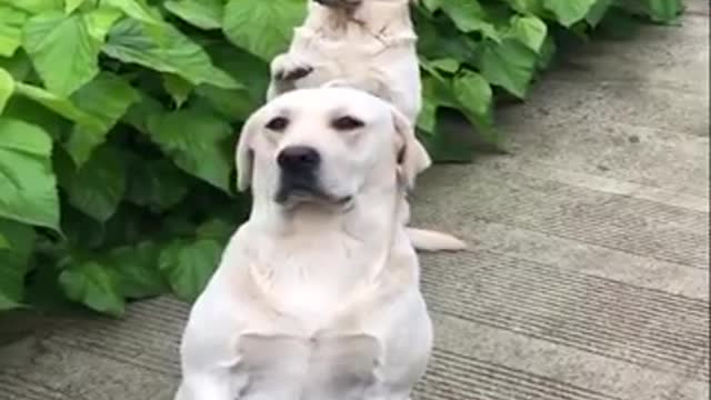 Funniest & Cutest Labrador Puppies #2