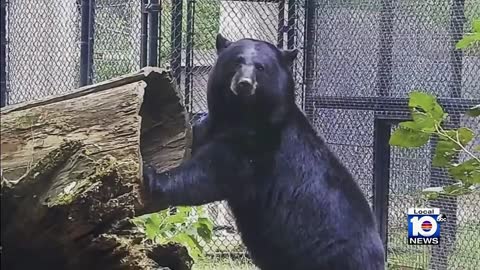 Florida zookeeper 'viciously' attacked by bear