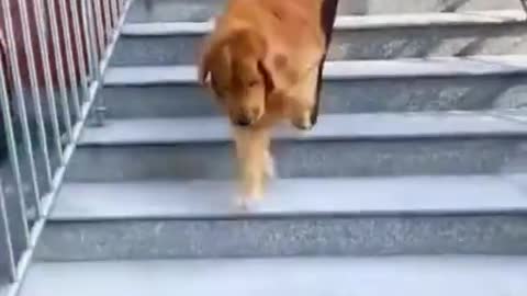 Funny, Animals, Funniest Animals, Funny Videos