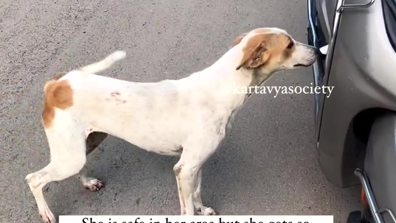 Street Dogs Love