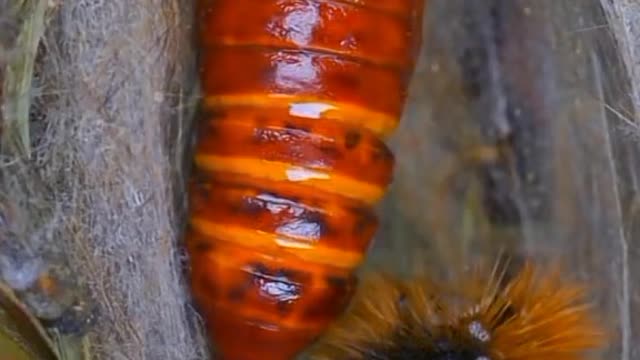 Metamorfosis animals butterfly