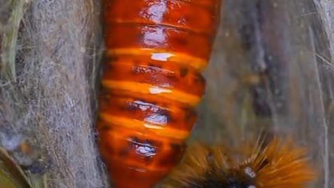 Metamorfosis animals butterfly