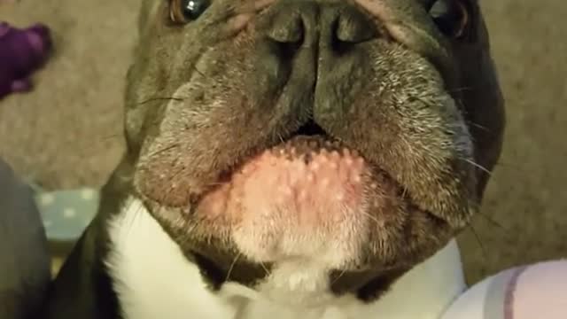 What the dog doin' 💗🐶🤣