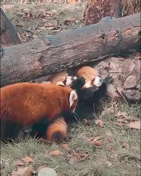 Children's playground, game of catch