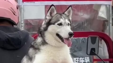 Dog like a star