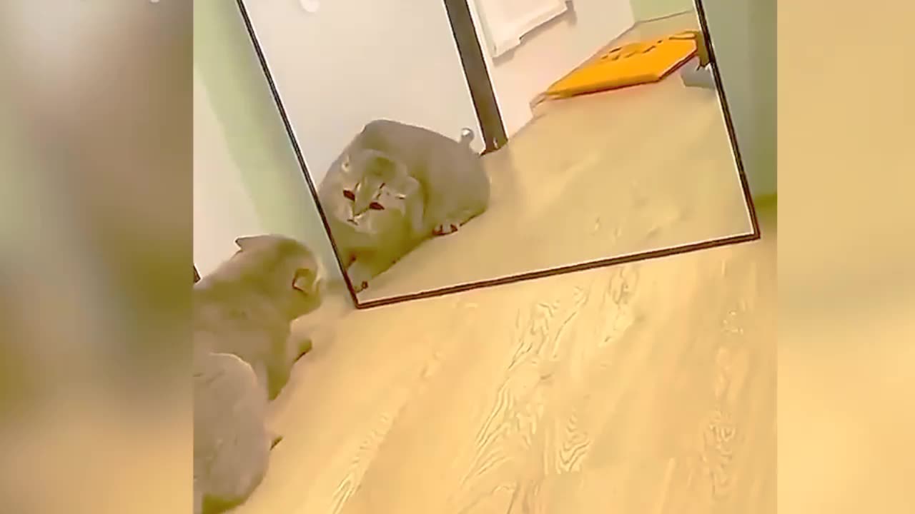 Funny animals - Funny cats / dogs