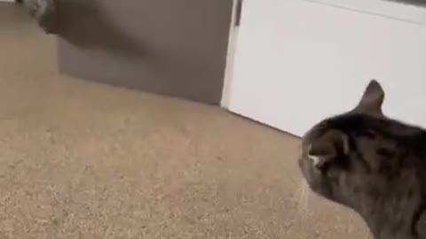 Cat went KILL MODE ??