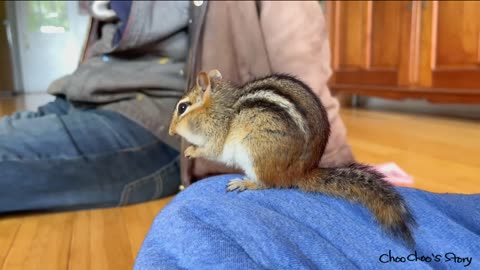 숨겨둔 밀웜 찾으러 내 방으로 들어가는 다람쥐 쳐키 Chipmunk Chucky Goes To Another Room To Find Hidden Mealworms