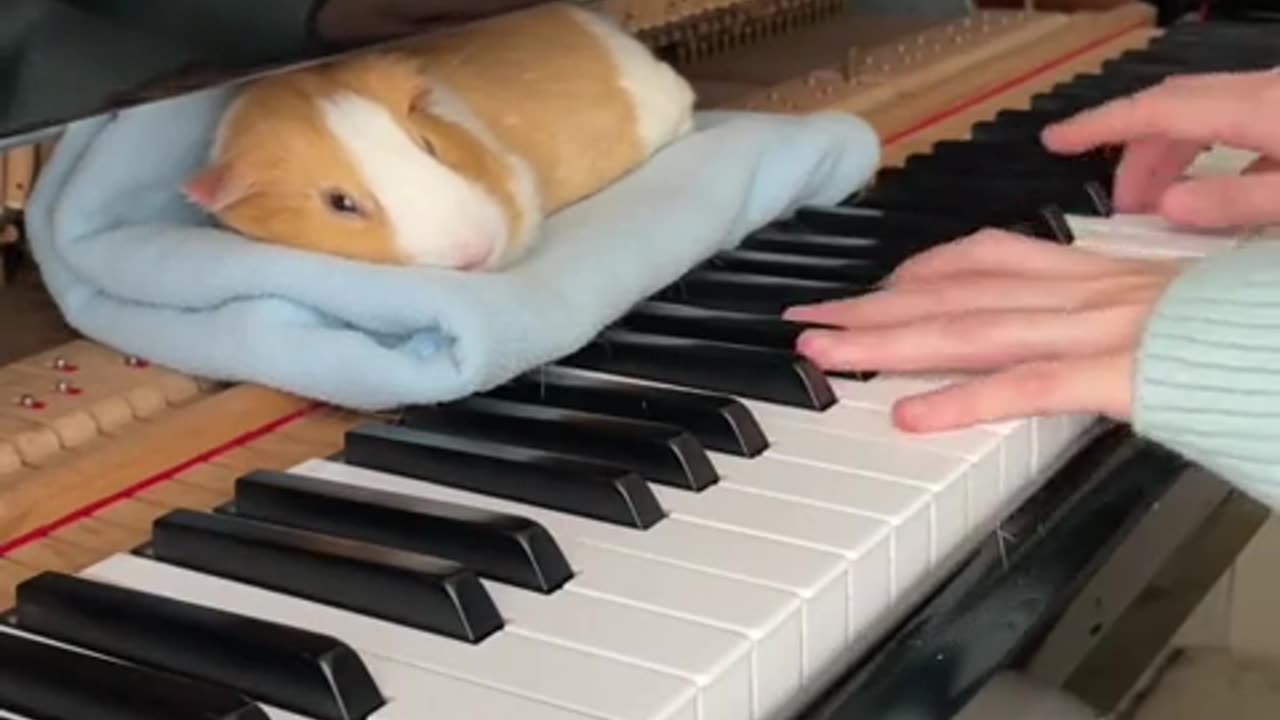 Piggy loves piano