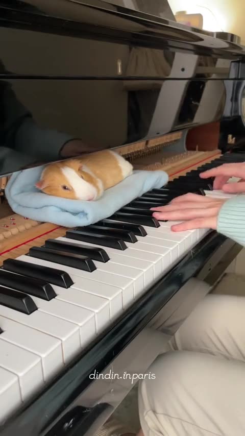 Piggy loves piano