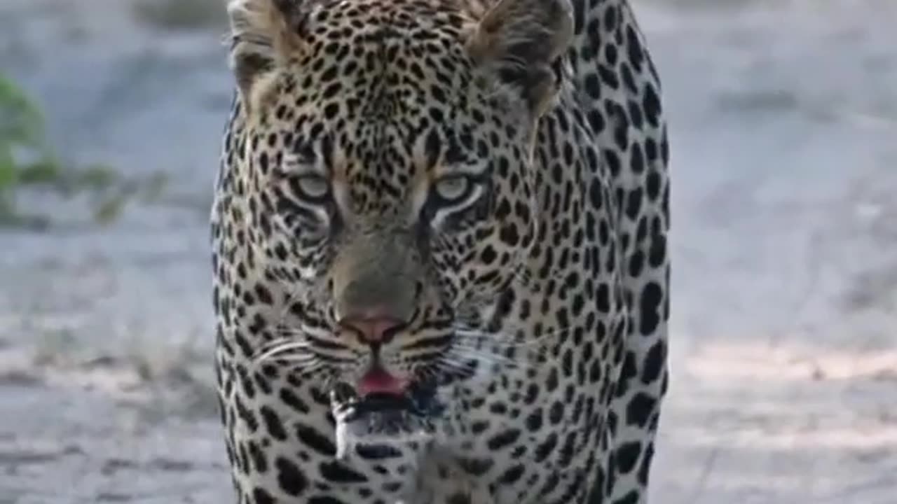 Leopard & Jaguar Attitude status #shorts #short #shortsfeed #youtubeshorts #viral #animals #wildlife