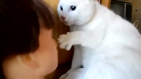 TRY NOT TO LAUGH 😂