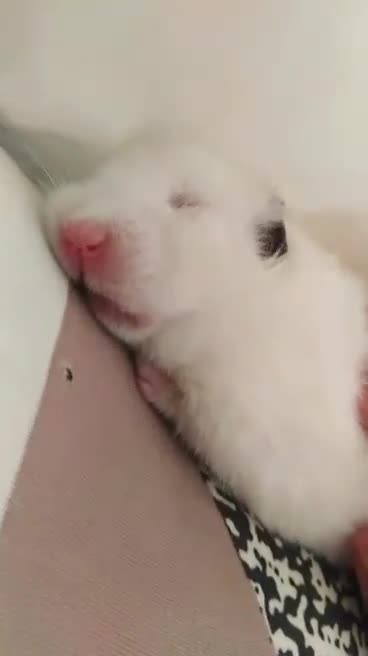 Meet my Cutest hamster [twighty]