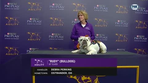 Watch Rudy the Bulldog crush the 2019 WKC Masters Agility course