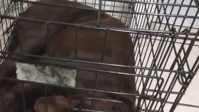 Chocolate lab had long day