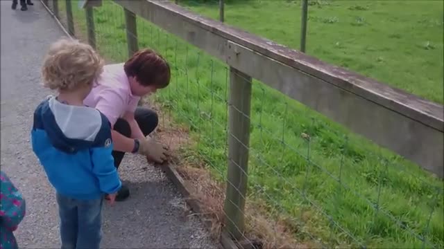 Gibbon freaks out over hedgehog