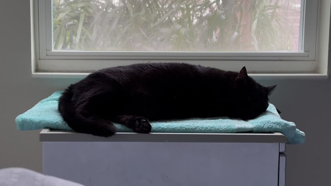 Cute Precious Piper is Totally Asleep - Adopting a Cat from a Shelter Vlog