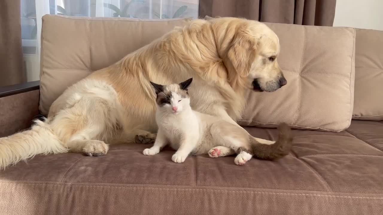 Can a Golden Retriever and a Kitten Love Each Other