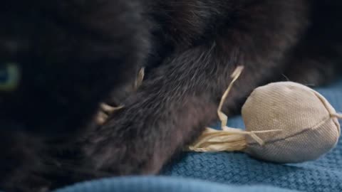 Playing Catch The Bait With A Cat