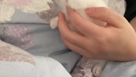 A lovely little animal