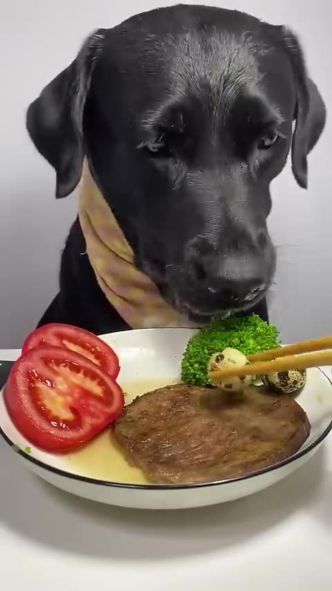 My labrador is Happy Enjoying Some Amazing Crunchy Food _dog