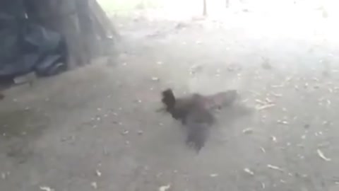 9 SERANGAN AYAM KE BURUNG ELANG