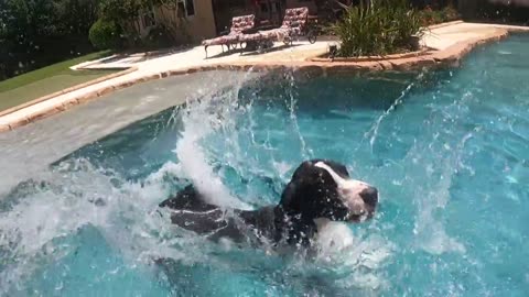 Great Dane dives into deep end swimming pool