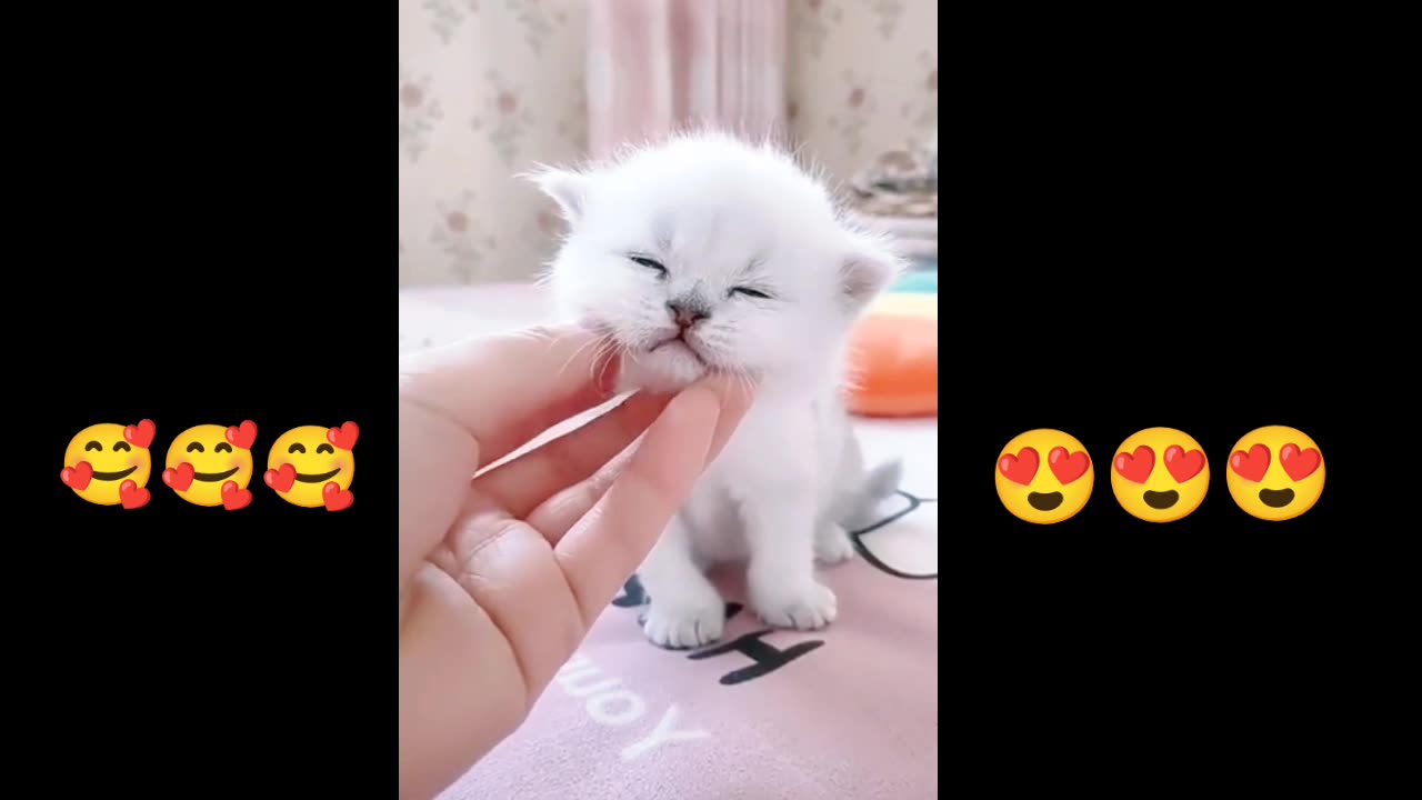 Cute baby cat 🐱|| cut cat🥰🥰 || #❤️