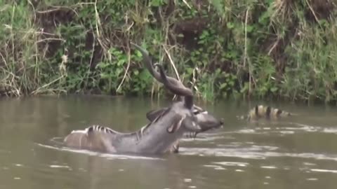 BIG CROCODILE ATTACK ON ANIMALS KUDU IN WATER