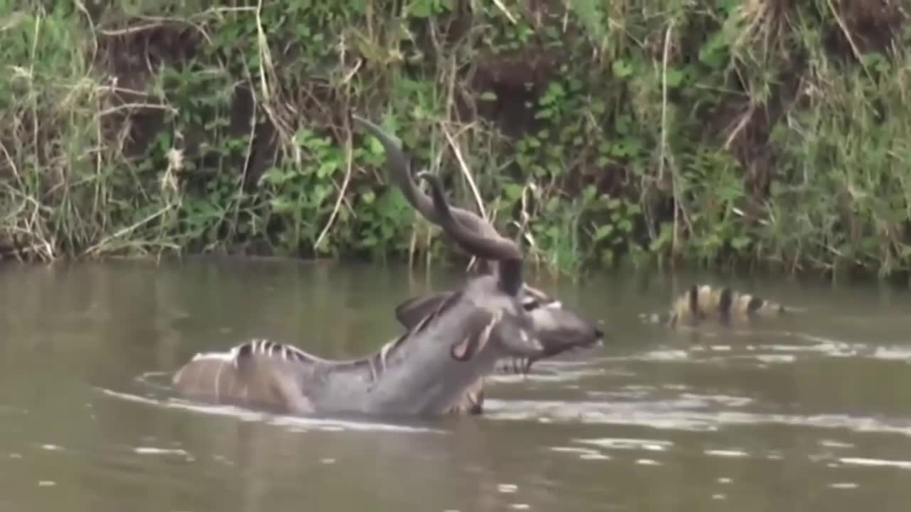 BIG CROCODILE ATTACK ON ANIMALS KUDU IN WATER