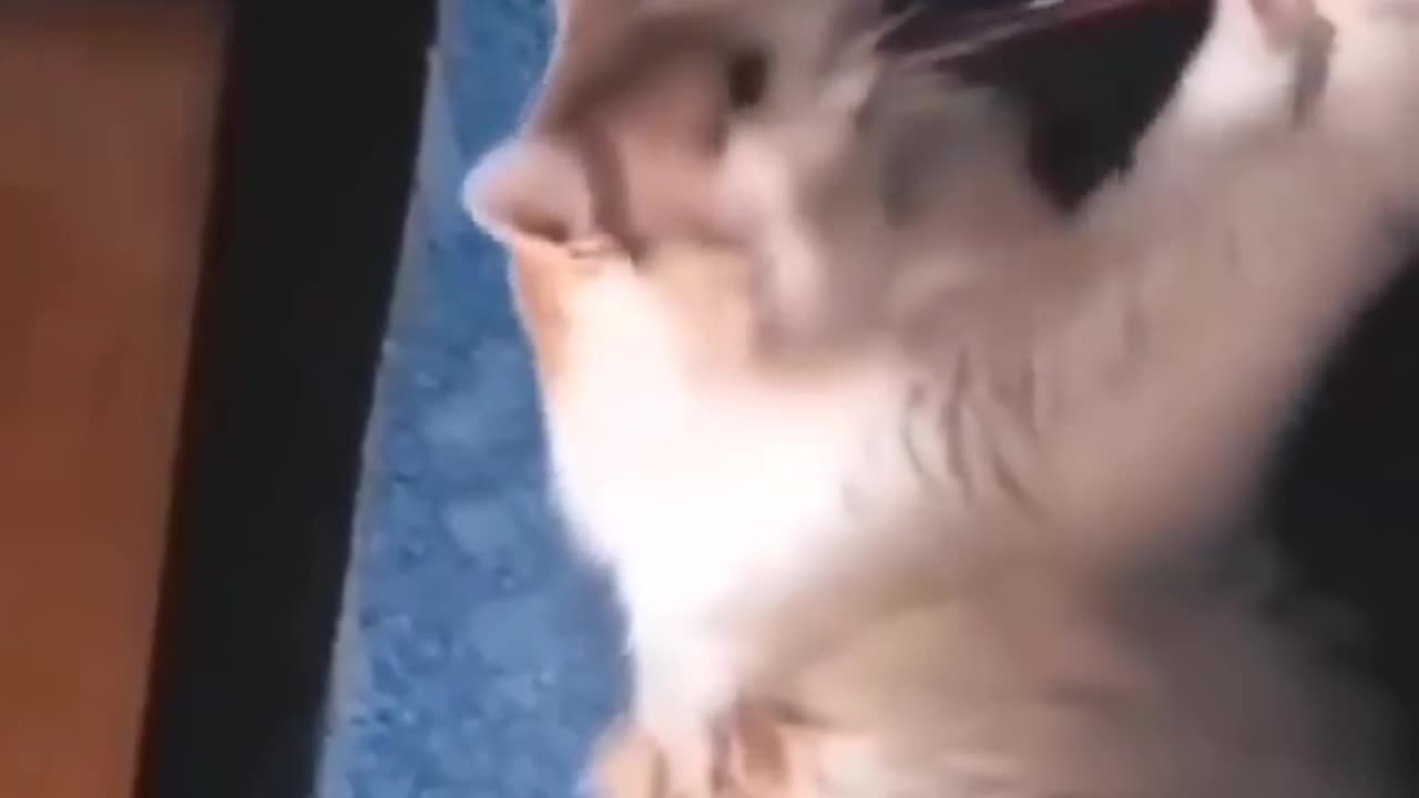 Funny cats | Episode 1_ 🤣🤣