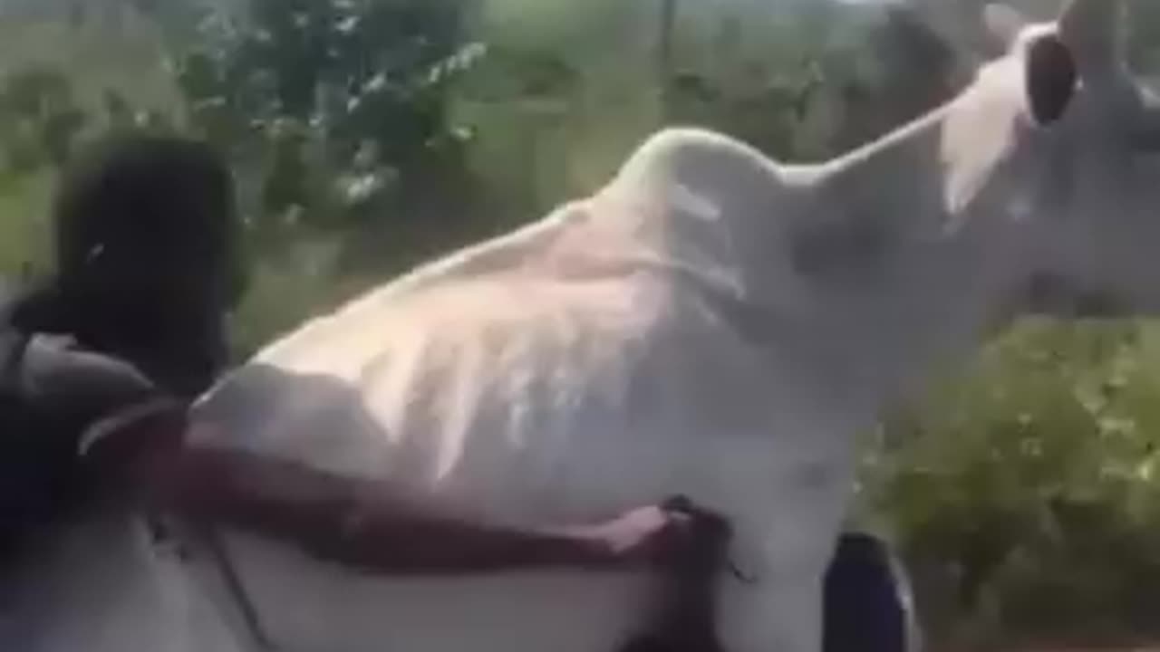 Cow riding on a motorcycle hhh