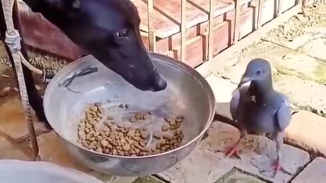 Calm black dog bites pigeon