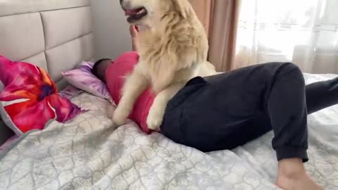 Funny Golden Retriever Attacks His Human Dad [TRY NOT TO LAUGH]