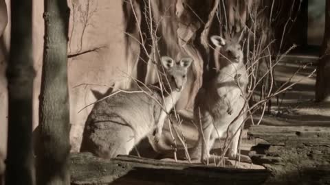 BE INSPIRED SYDNEY TAFE Animal science