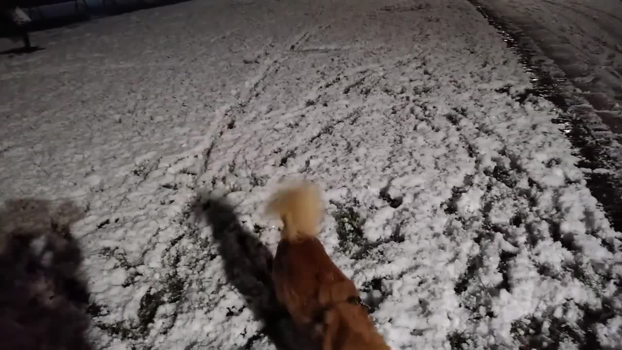 Dog enjoying snowballs in winter!