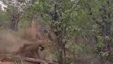 african jungle